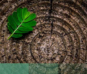 green leaf plant on brown platform