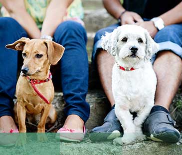 Happy young couple is walking their two dogs in green nature